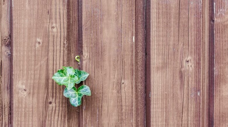 paling fence with leaf